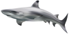 shark